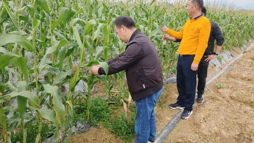 惠州市農(nóng)業(yè)部門(mén)發(fā)布蔬菜防寒技術(shù)指南 多措并舉保障冬季農(nóng)業(yè)生產(chǎn)