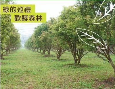 素食之光 一家酵素企業(yè)的獨特經(jīng)營之道